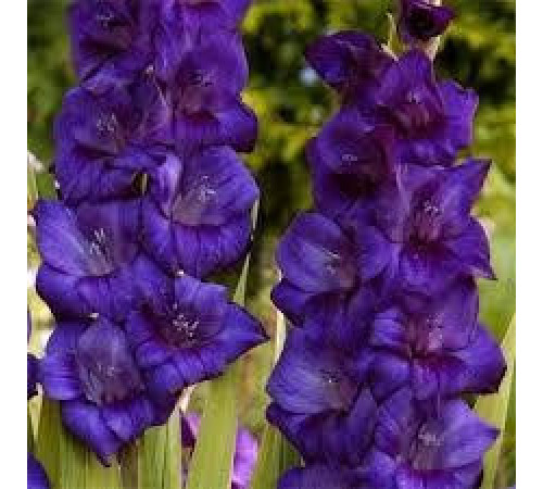 Цибулини гладіолусів Парпл Флора (Purple Flora) 14/16 (50 шт) 1шт