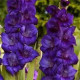 Цибулини гладіолусів Парпл Флора (Purple Flora) 14/16 (50 шт) 1шт