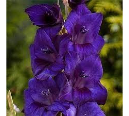 Цибулини гладіолусів Парпл Флора (Purple Flora) 14/16 (50 шт) 1шт