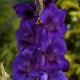 Цибулини гладіолусів Парпл Флора (Purple Flora) 14/16 (50 шт) 1шт