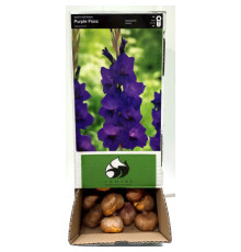 Цибулини гладіолусів Парпл Флора (Purple Flora) 14/16 (50 шт) 1шт