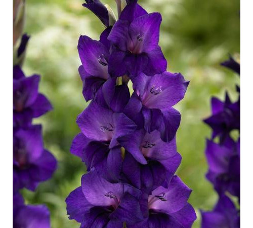 Цибулини гладіолусів Парпл Флора (Purple Flora) 14/16 (50 шт) 1шт