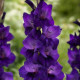Цибулини гладіолусів Парпл Флора (Purple Flora) 14/16 (50 шт) 1шт
