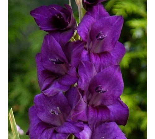 Цибулини гладіолусів Парпл Флора (Purple Flora) 14/16 (50 шт) 1шт