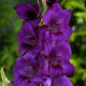 Цибулини гладіолусів Парпл Флора (Purple Flora) 14/16 (50 шт) 1шт