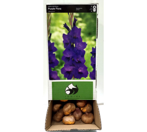 Цибулини гладіолусів Парпл Флора (Purple Flora) 14/16 (50 шт) 1шт