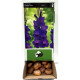 Цибулини гладіолусів Парпл Флора (Purple Flora) 14/16 (50 шт) 1шт