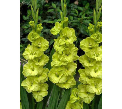 Цибулини гладіолусів Грін Стар (Green Star) 14/16 (50шт) 1шт