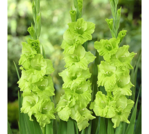 Цибулини гладіолусів Грін Стар (Green Star) 14/16 (50шт) 1шт