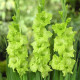 Цибулини гладіолусів Грін Стар (Green Star) 14/16 (50шт) 1шт