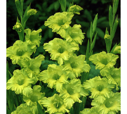 Цибулини гладіолусів Грін Стар (Green Star) 14/16 (50шт) 1шт