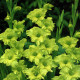 Цибулини гладіолусів Грін Стар (Green Star) 14/16 (50шт) 1шт
