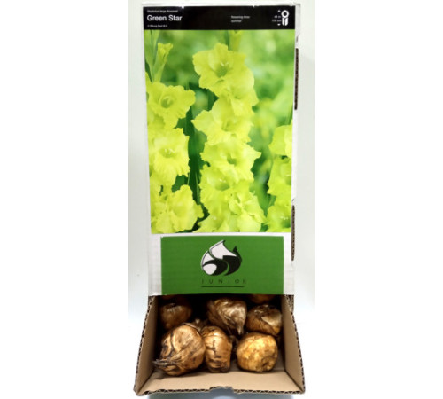 Цибулини гладіолусів Грін Стар (Green Star) 14/16 (50шт) 1шт