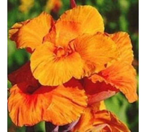 Луковицы Канна Оранж Бьюти (Orange Beauty) (10шт) 1шт