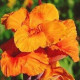 Луковицы Канна Оранж Бьюти (Orange Beauty) (10шт) 1шт