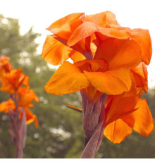 Цибулини Канна Оранж Б'юті (Orange Beauty) (10шт) 1шт