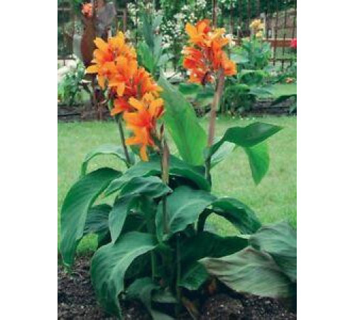 Луковицы Канна Оранж Бьюти (Orange Beauty) (10шт) 1шт