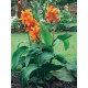 Луковицы Канна Оранж Бьюти (Orange Beauty) (10шт) 1шт