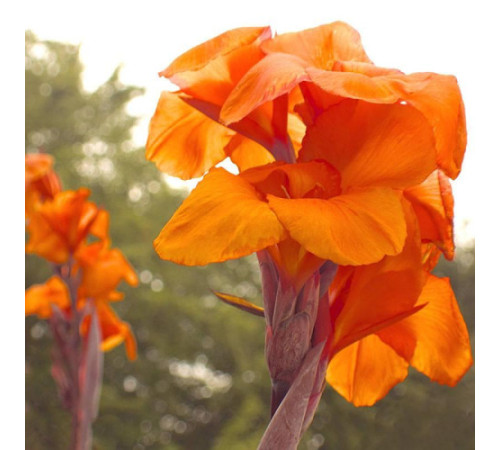Луковицы Канна Оранж Бьюти (Orange Beauty) (10шт) 1шт