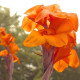 Луковицы Канна Оранж Бьюти (Orange Beauty) (10шт) 1шт