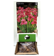 Тигридия Pink Box (Пінк Бокс) (100шт) 1шт
