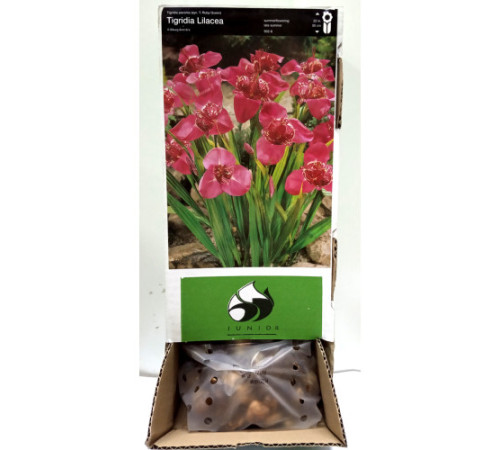 Тигридия Pink Box (Пінк Бокс) (100шт) 1шт