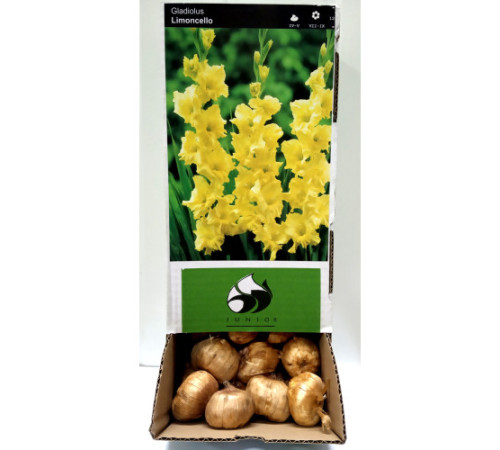 Цибулини гладіолусів Лимонселле (Limoncelle) 12/14 (50шт) 1шт