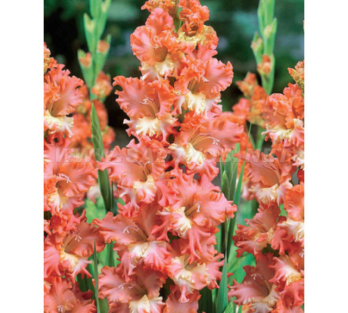 Цибулини гладіолусів Фризеленд Корал Лэйс (Frizzled Coral Lace) (50шт) 1шт