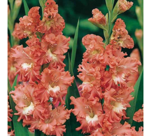 Цибулини гладіолусів Фризеленд Корал Лэйс (Frizzled Coral Lace) (50шт) 1шт
