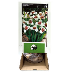 Тигридия White Box (Вайт Бокс) (100шт) 1шт