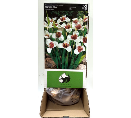 Тигридия White Box (Вайт Бокс) (100шт) 1шт