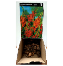 Цибулини Крокосмия Масонарум (Masonarum) (100 шт) 1шт