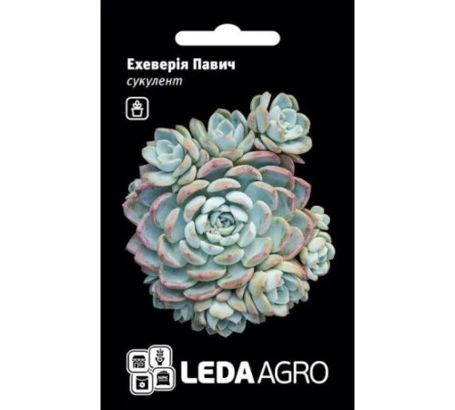 ТМ LEDAAGRO Ехеверія (кам'яна троянда)  Павич 10шт