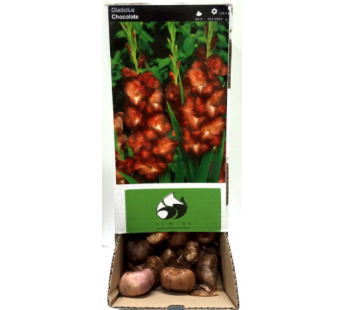 Цибулини гладіолусів Шоколад (Chocolate) (50шт) 1шт