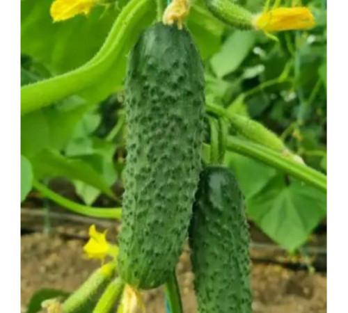 ТМ LEDAAGRO Огурец Фурор F1 10шт