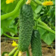 ТМ LEDAAGRO Огурец Фурор F1 10шт