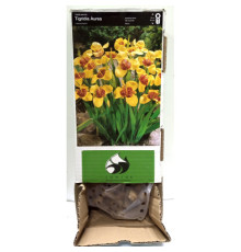 Тигридия Yelow Box (Эллоу Бокс) (100шт) 1шт