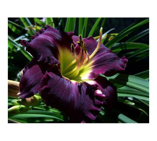 Цибулини Гемерокалис Супер Парпл (Super Purple) (15шт) 1шт