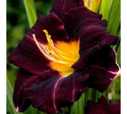 Цибулини Гемерокалис Супер Парпл (Super Purple) (15шт) 1шт