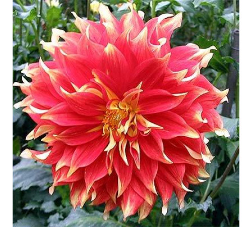 Цибулини жоржини Бодашес (Bodacious) (10шт) 1шт